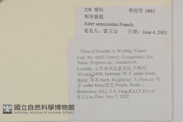 狗舌紫菀藏品圖，第2張