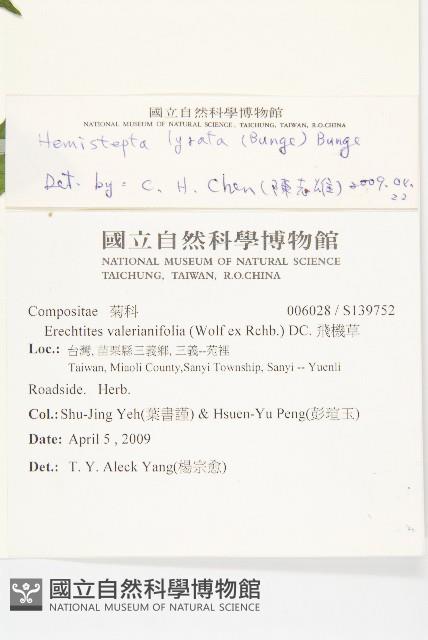 泥胡菜藏品圖，第2張