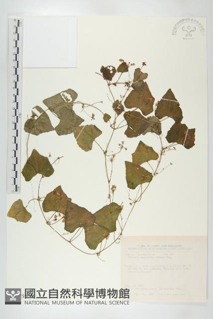 黑果馬交兒藏品圖，第1張