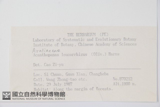藤五加藏品圖，第2張