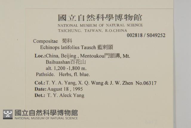 藍刺頭藏品圖，第2張