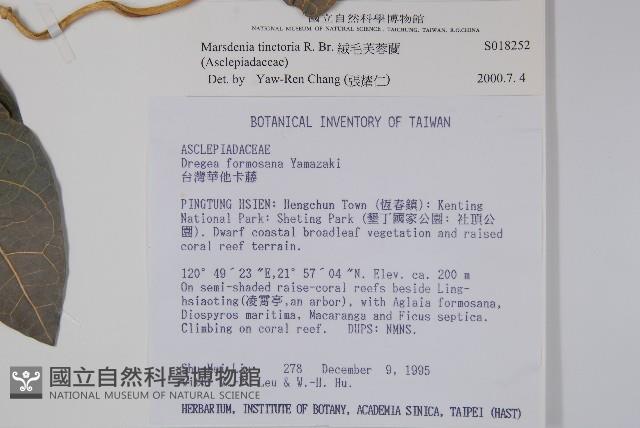 絨毛芙蓉蘭藏品圖，第2張