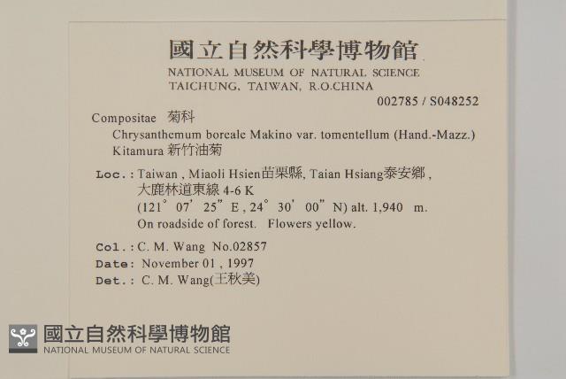 新竹油菊藏品圖，第2張