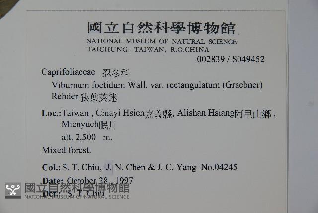 狹葉莢迷藏品圖，第2張