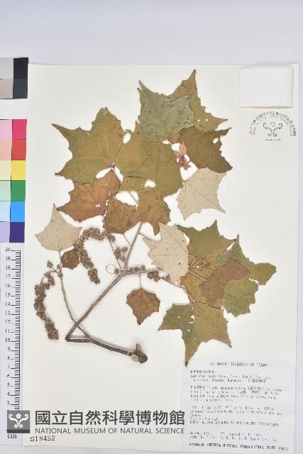 台灣白匏子藏品圖，第1張