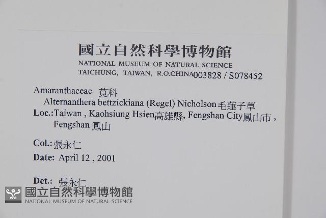 毛蓮子草藏品圖，第2張