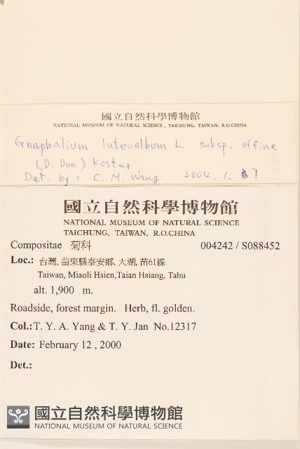 鼠麴草藏品圖，第2張