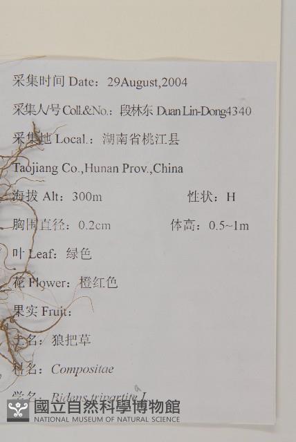 狼把草藏品圖，第2張