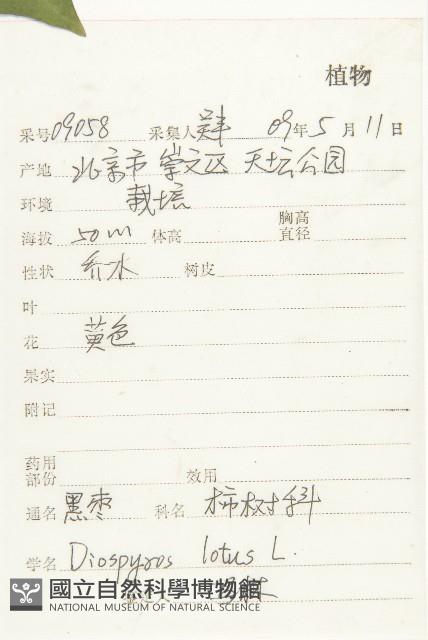 黑棗、君遷子藏品圖，第2張