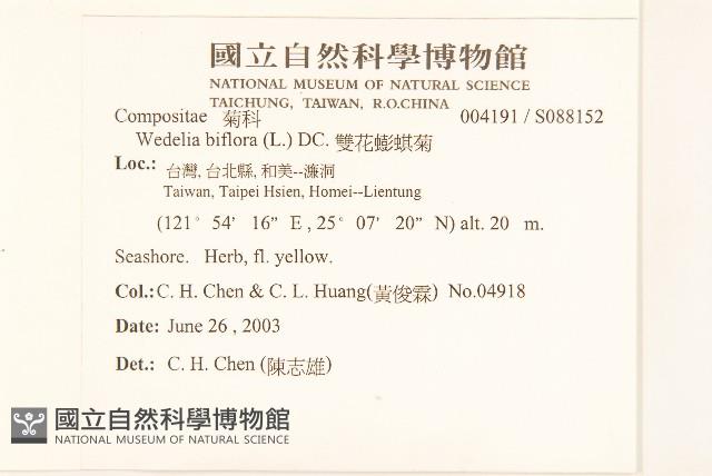 雙花蟛蜞菊藏品圖，第2張