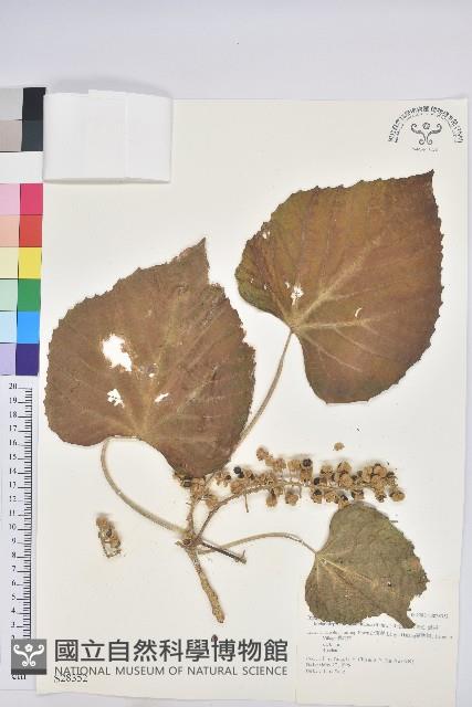 蟲屎藏品圖，第1張