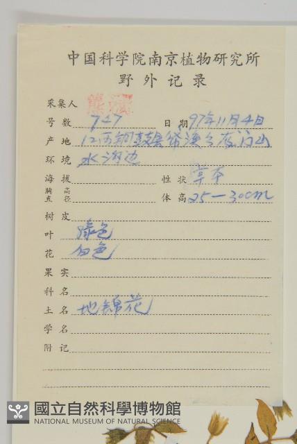 繁縷藏品圖，第2張