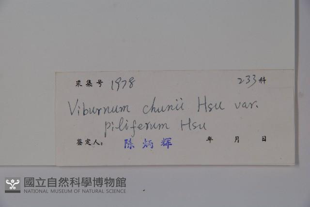 毛枝金腺莢迷藏品圖，第2張