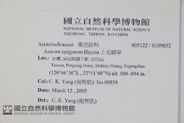 上花細辛藏品圖，第2張