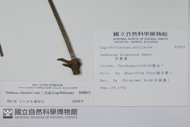 冇骨消藏品圖，第2張
