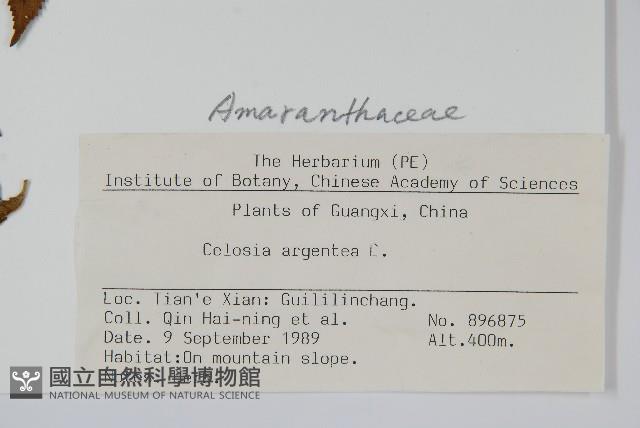 青葙藏品圖，第2張