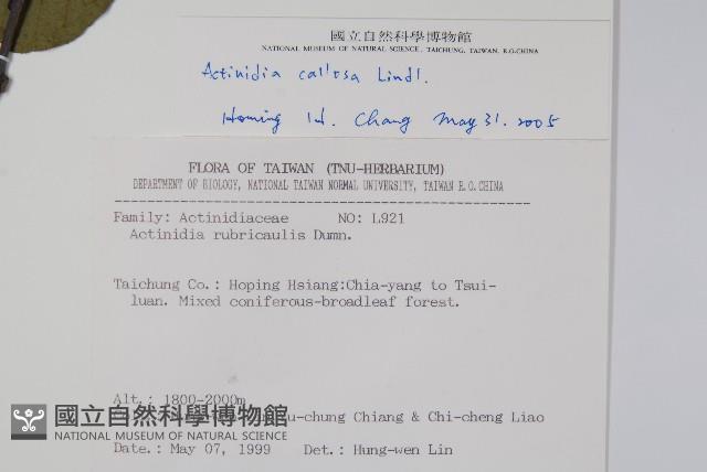 紅莖獼猴桃藏品圖，第2張