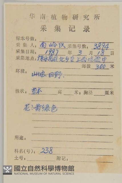 柔毛艾納香藏品圖，第2張