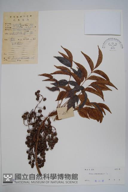 木蠟樹、山漆藏品圖，第1張