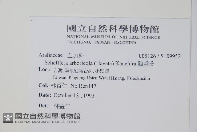 鵝掌蘗藏品圖，第2張