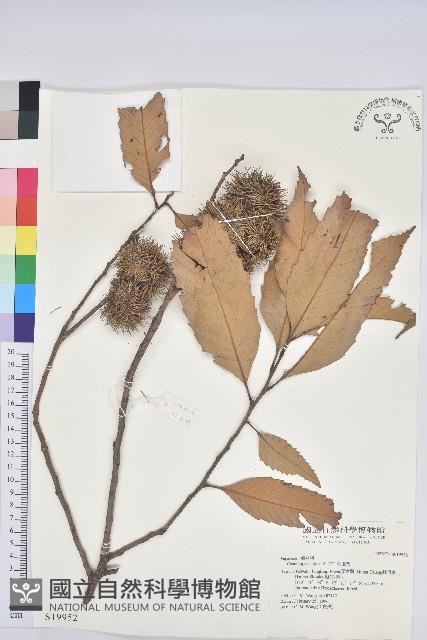 印度苦櫧藏品圖，第1張