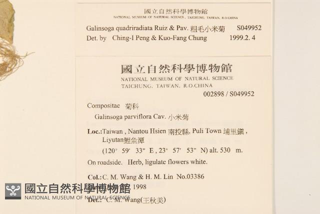 粗毛小米菊藏品圖，第2張