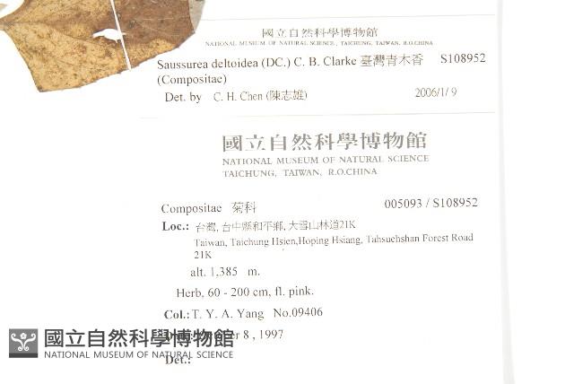 臺灣青木香藏品圖，第2張