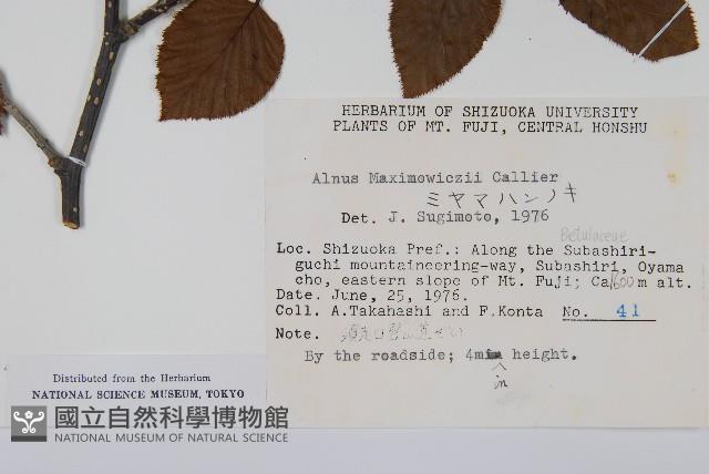 高地赤楊藏品圖，第2張