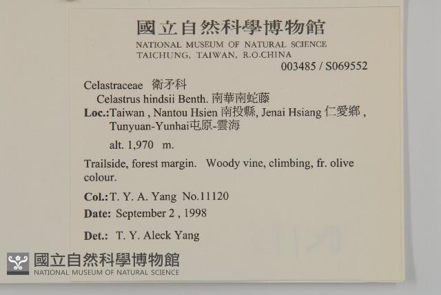 南華南蛇藤，青江藤藏品圖，第2張