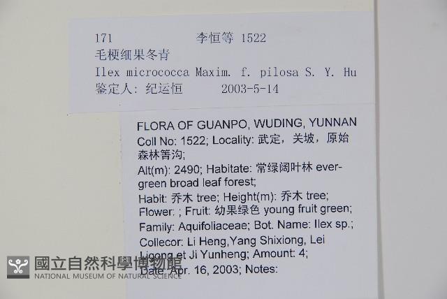 毛梗細果冬青藏品圖，第2張