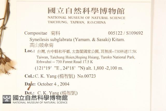 高山破傘菊藏品圖，第2張