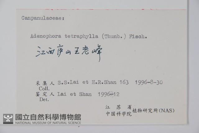 輪葉沙參藏品圖，第2張