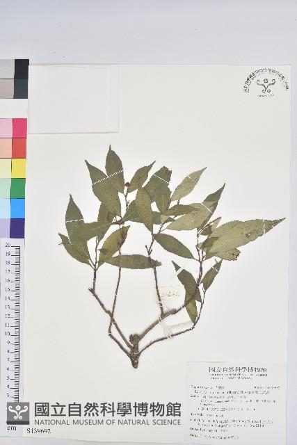 臺灣土沉香藏品圖，第1張