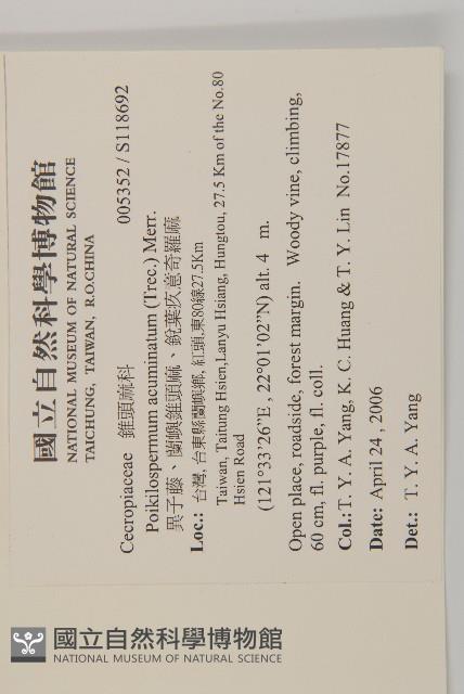 異子藤、蘭嶼錐頭麻、銳葉疚意奇羅麻藏品圖，第2張