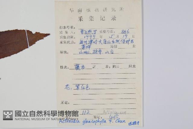 華南獼猴桃藏品圖，第2張