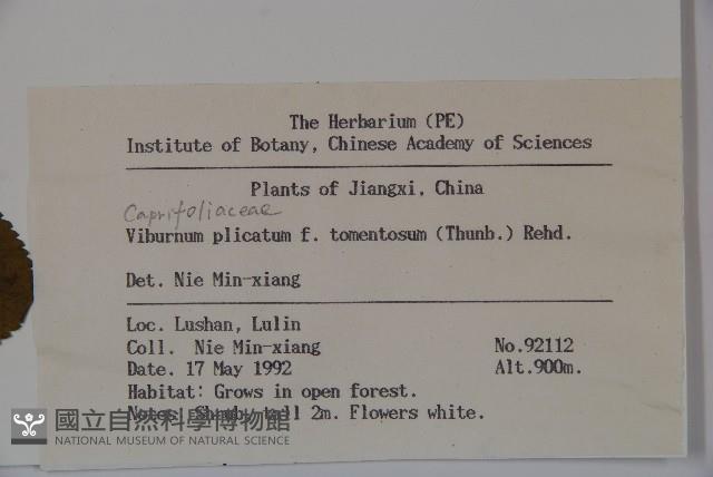 蝴蠂莢迷藏品圖，第2張