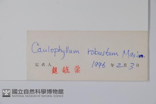 紅毛七藏品圖，第2張