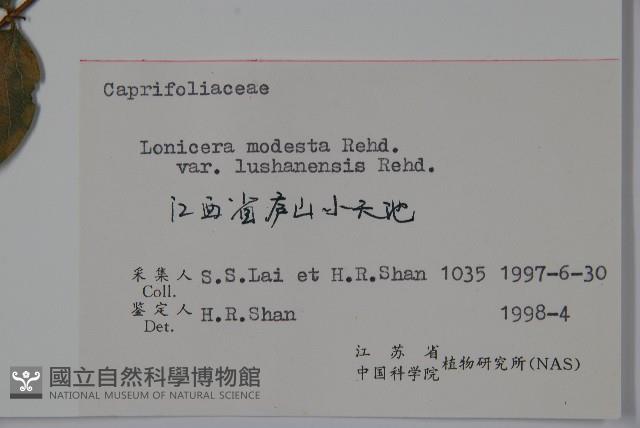 廬山忍冬藏品圖，第2張