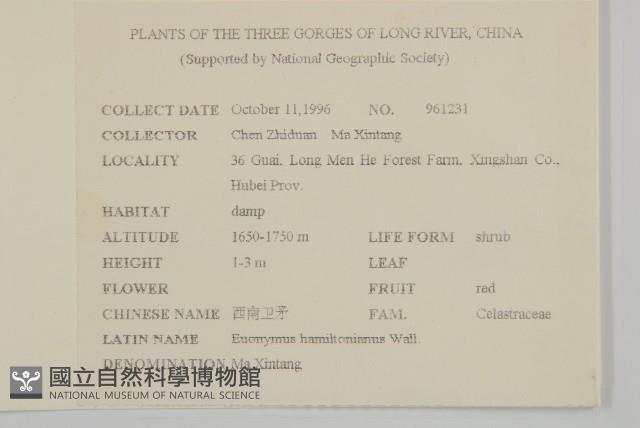 西南衛矛藏品圖，第2張