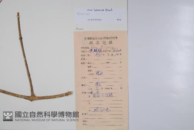 橄欖果鏈珠藤藏品圖，第2張