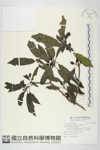 桃葉珊瑚藏品圖，第1張