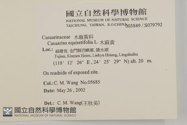 木麻黃藏品圖，第2張