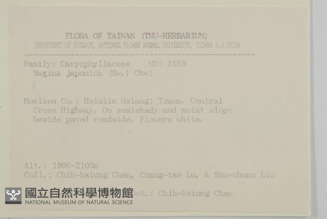 瓜槌草、漆姑草藏品圖，第2張