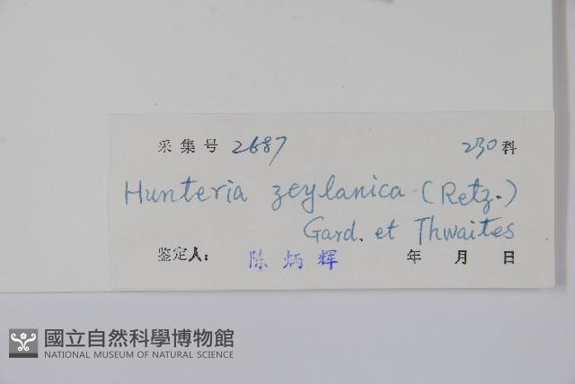 仔欖樹藏品圖，第2張