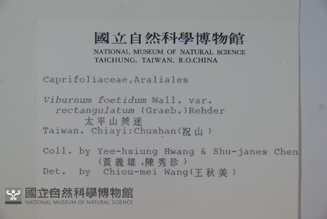 狹葉莢迷藏品圖，第2張