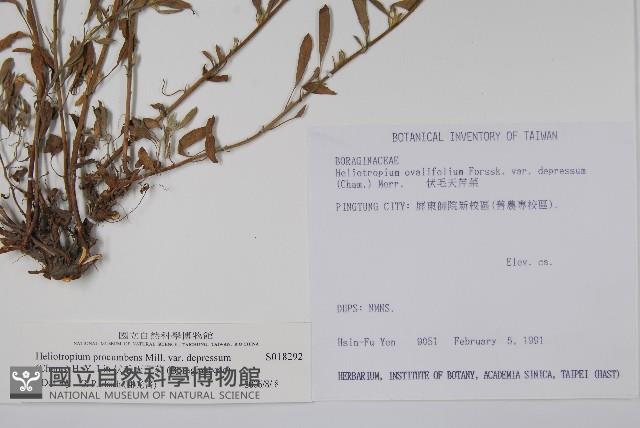 伏毛天芹菜藏品圖，第2張