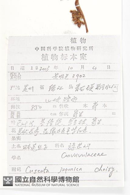 日本菟絲子藏品圖，第2張