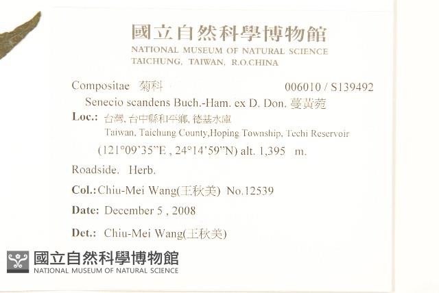 蔓黃菀藏品圖，第2張