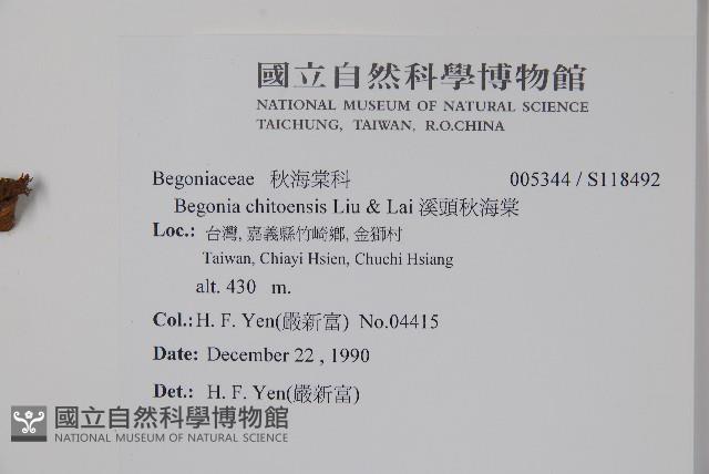 溪頭秋海棠藏品圖，第2張