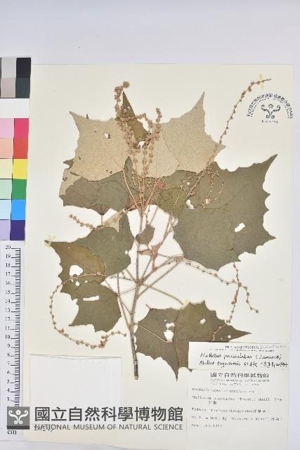 白匏子藏品圖，第1張